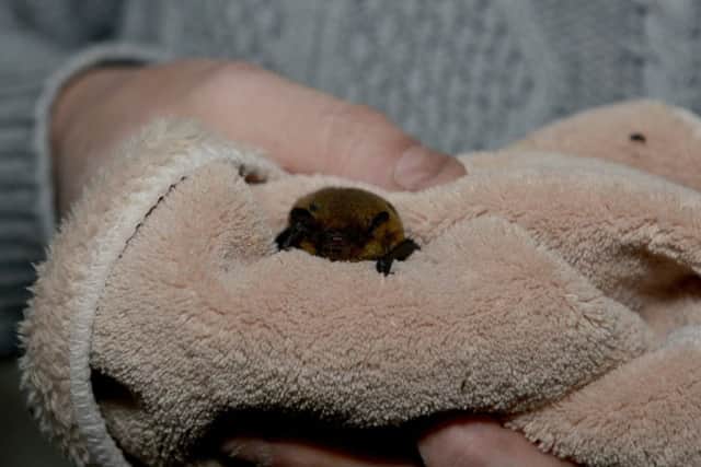 Mansfield Wildlife Rescue are appealing for donations for help to pay for equipment and veterinary bills, pictured is a rescued bat