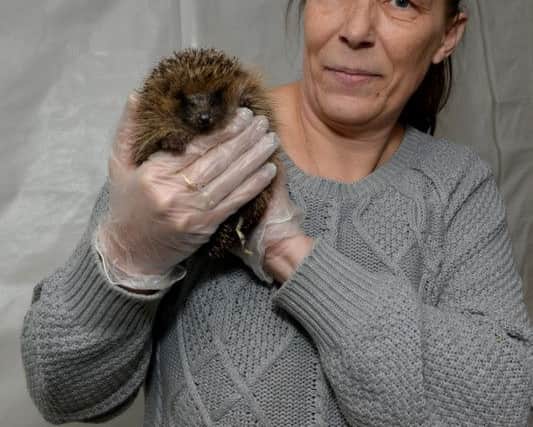 Mansfield Wildlife Rescue are appealing for donations for help to pay for equipment and veterinary bills, pictured is Cheryl Martins who runs the rescue from her home