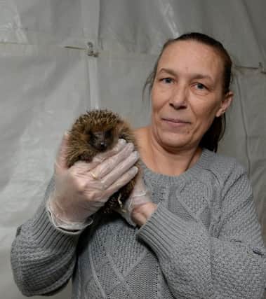 Mansfield Wildlife Rescue are appealing for donations for help to pay for equipment and veterinary bills, pictured is Cheryl Martins who runs the rescue from her home