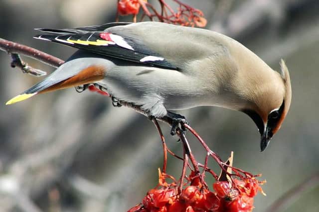 Waxwings are not native to the UK but visit in winter (Photo by Randen Pederson)