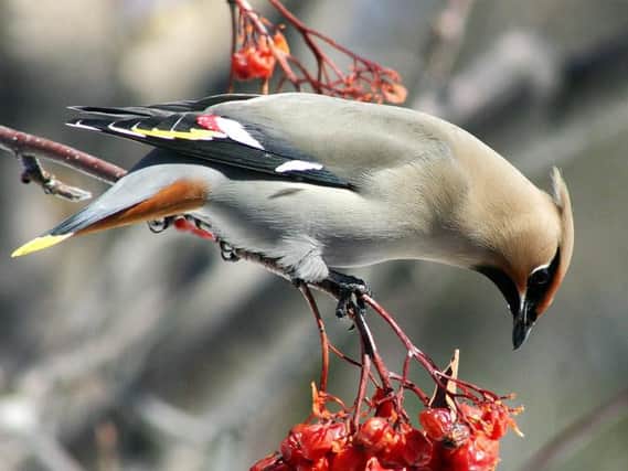 Waxwings are not native to the UK but visit in winter (Photo by Randen Pederson)