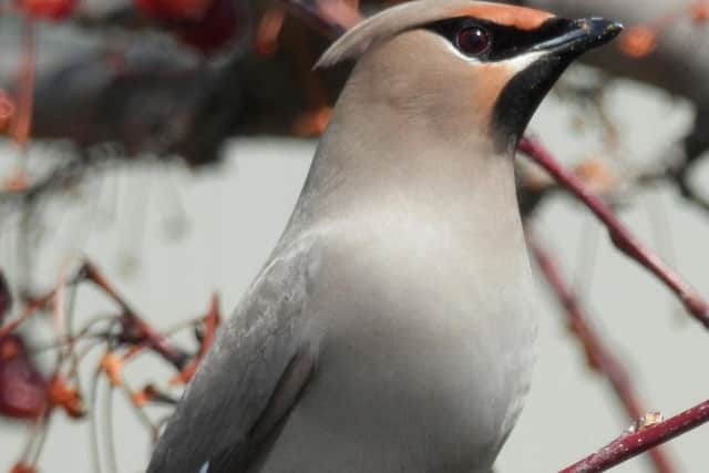 Bohemian Waxwing, photographed in Canada by Ryan Hodnett