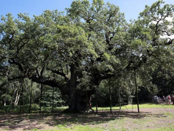 Protesters are amassing at the Major Oak tomorrow to show their 'love' for Sherwood Forest.