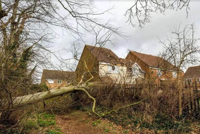 Storm Doris pulled down trees all over the country.