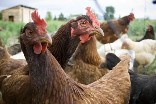 Hens