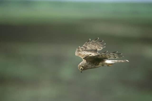 Hen harrier Circus cyaneus, adult female in flight, hunting, Loch Gruinart RSPB reserve, Islay, June 2002