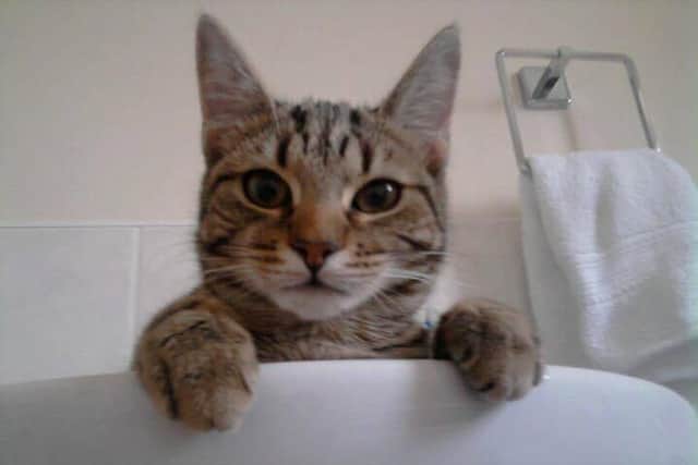 The tortoiseshell-tabby, Bella, was seven years old.