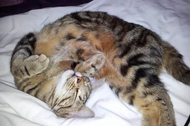 A cat owner is devastated after her cat was allegedly lured with tuna before being poisoned with anti-freeze