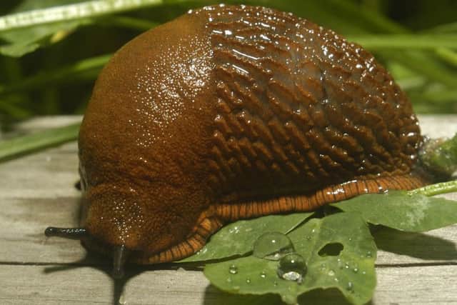 Spanish slug (Arion vulgaris).