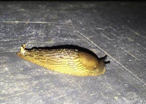 This is a hybrid between a Spanish stealth slug and the UKs common black slug. Photo Leslie Noble