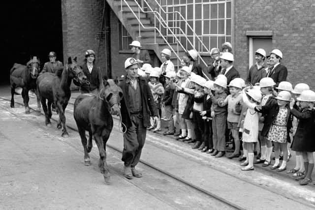 June 1971 Turk, Prince and Mettle the last three pit ponies in the Derbyshire Area retire from Shirebrook Colliery in June 1971, Turk and Mettle had spent 17 of their 22 years working down the mine while 10 year old Prince worked underground for four years.At one time Derbyshire's Collieries used over 1,000 ponies for haulage work  with the average pony working about 1,500 miles a year. Photo by Mansfield Chad.