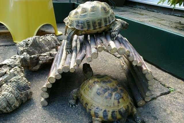 Spotty pictured with owner Lynn's other tortoise Toby.