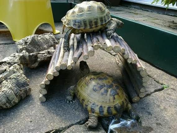 Spotty pictured with owner Lynn's other tortoise Toby.