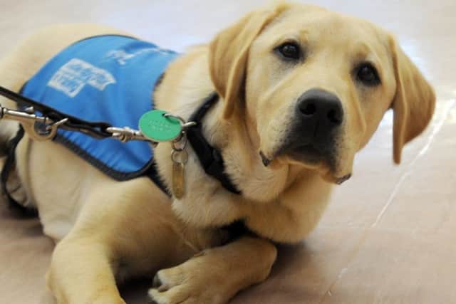 WIGAN  25-05-17
Pupils from Willow house School Council at Lowton CE High School, meet five-month-old  Guide Dog puppy they sponsored and named Willow, after fundraising from a variety of events