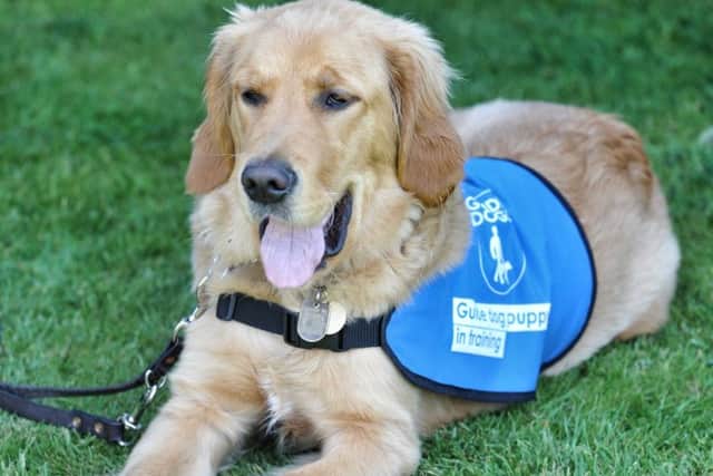 Picture by Julian Brown 07/05/17

New Leyland Guide Dog puppy Worden is brought to Worden Park, Leyland