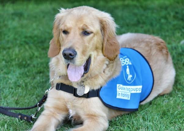 Picture by Julian Brown 07/05/17

New Leyland Guide Dog puppy Worden is brought to Worden Park, Leyland