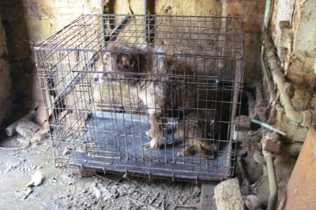 The pictures have been released by the RSPCA.