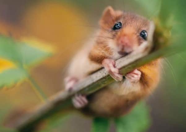 The dormouse could face extinction in a few years.