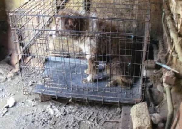 A Sutton Crufts winner was caught keeping 30 dogs, cats and parrots in squalid conditions. Scroll down for full story...