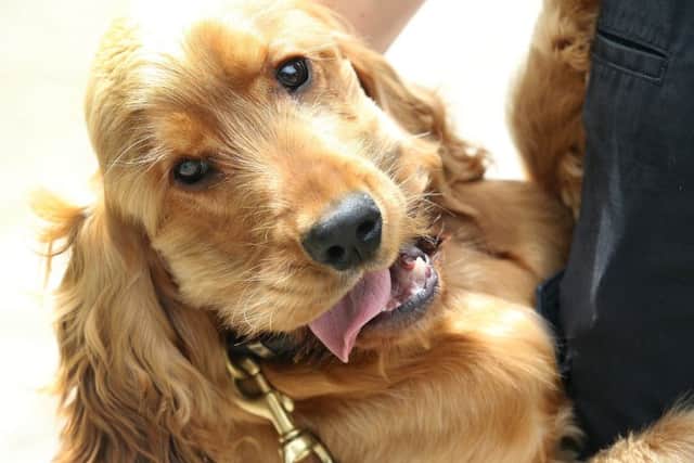 New recruit "gorgeous" George will eventually train as a specialist search dog. Picture: Jason Chadwick.
