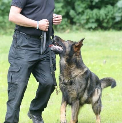 Police dog Razor shows off some of his training at the opening ceremony. Picture: Jason Chadwick.