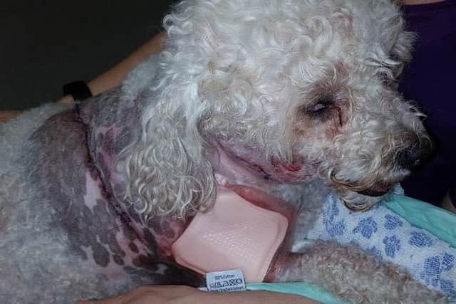 Barry the Bichon Frise