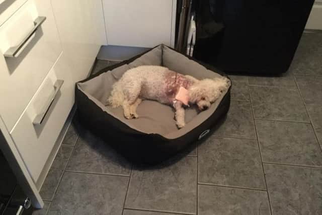Barry the injured Bichon Frise