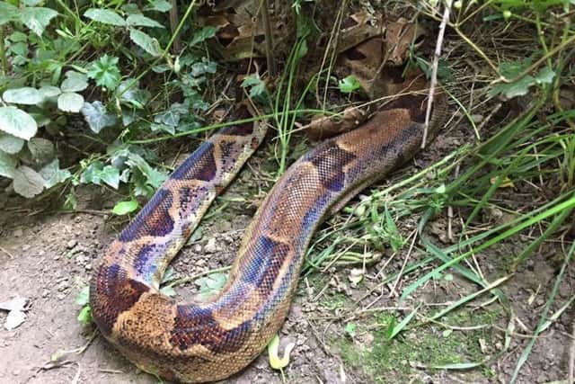 A snake spotted at Linacre reservoir by Mark Griffin.