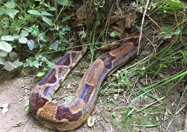 A snake spotted at Linacre reservoir by Mark Griffin.