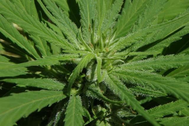 A total of 320 cannabis plants were seized in Mansfield by Nottinghamshire Police.
