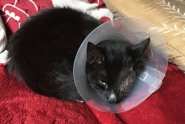 Miraculously the cat survived being shot in the head twice