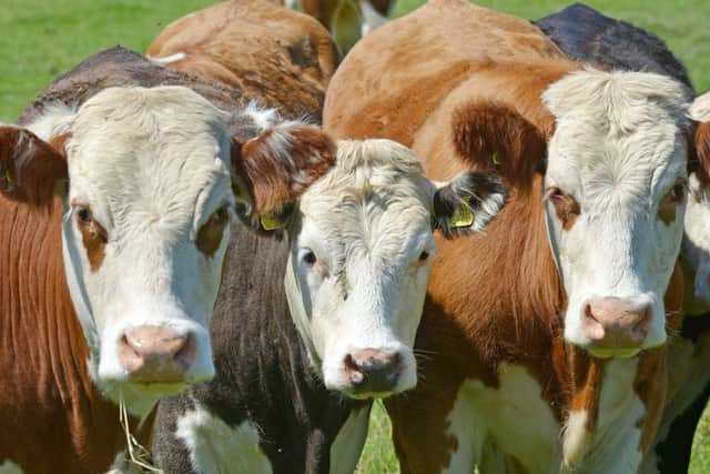 Bullocks near Chatton. Picture by Jane Coltman