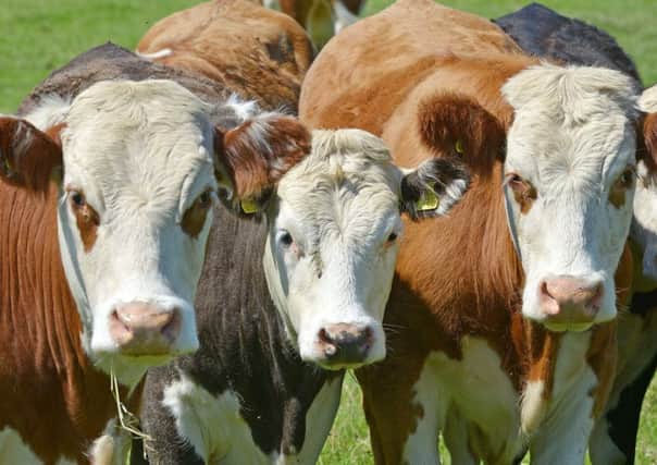 Bullocks near Chatton.
 Picture by Jane Coltman