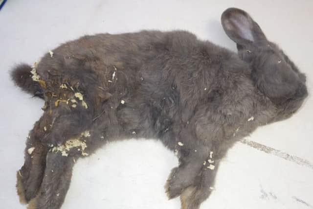 How McPhail's pet rabbit, Bugsy, was found by RSPCA inspectors after he had been starved to death.