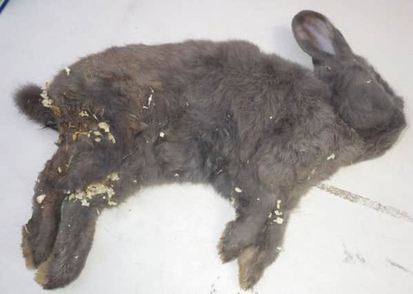 How McPhail's pet rabbit, Bugsy, was found by RSPCA inspectors after he had been starved to death.