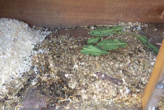 The cage in which Bugsy was kept at McPhail's home in Tibshelf.