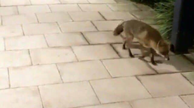 A furry intruder was spied at Notts Police HQ