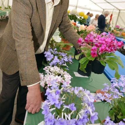 Mansfield Garden and craft festival 2017. Paul Bradshaw.