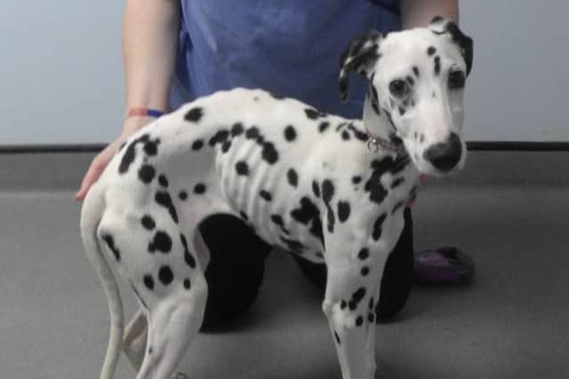 Penny, before she was taken into RSPCA care