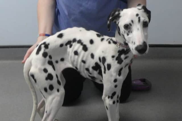 Penny, before she was taken into RSPCA care.