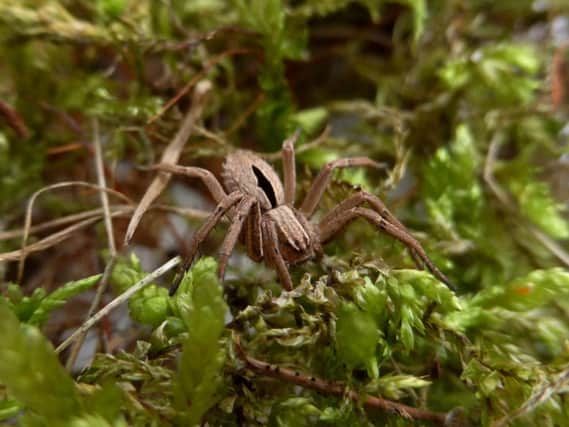 The diamond spider was found in heathland