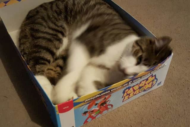 Sleepy feline Comet, of Hucknall, doesn't seem to get the irony of curling up in the box for the board game Mouse Trap.
