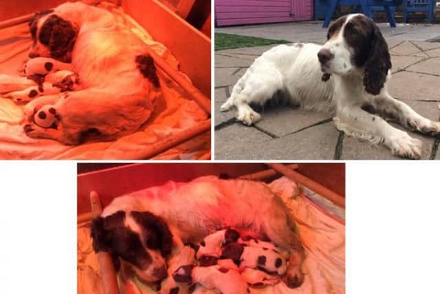 The puppies were stolen in November when they were just a week old.