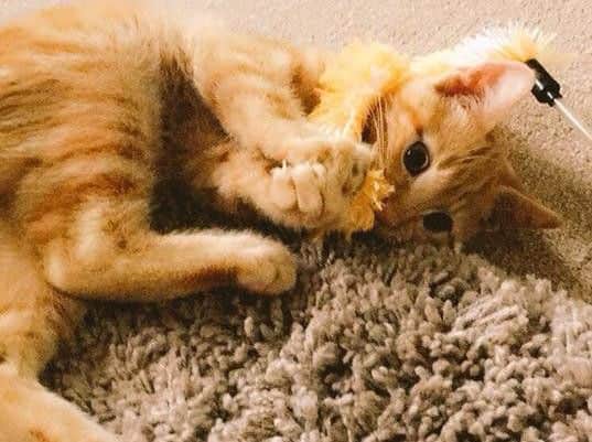Oscar the missing cat.