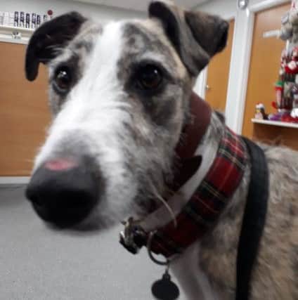 Lurcher Arrow is recovering after eating a bag of sultanas which made him seriously ill.