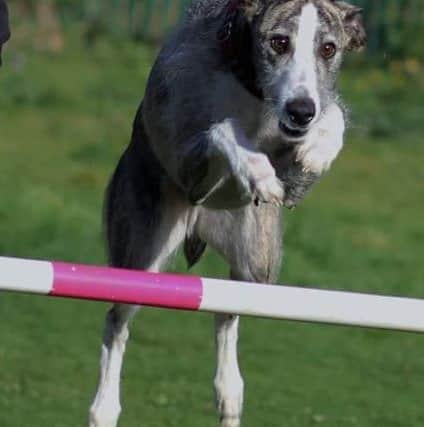 Lurcher Master Arrow is recovering from treatment by Vets Now in Alfreton after eating a bag of sultanas which made him seriously ill.