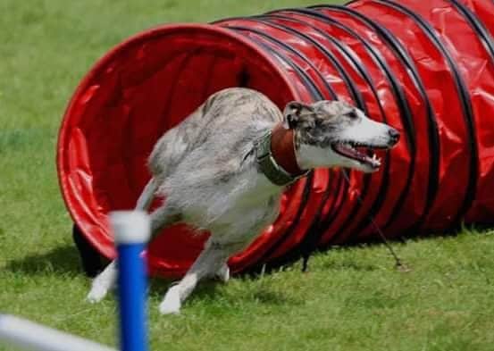 'Bouncy' Arrow before he fell ill.