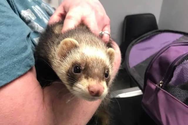 The ferret was found on Lime Street, Sutton
