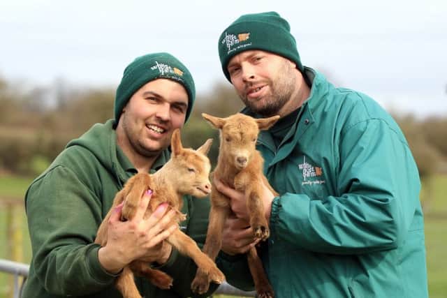Marketing manager Anthony Moore (right) and colleague Ryan Broughton with new-born goats at White Post Farm. (PHOTO BY: Chris Etchells)
