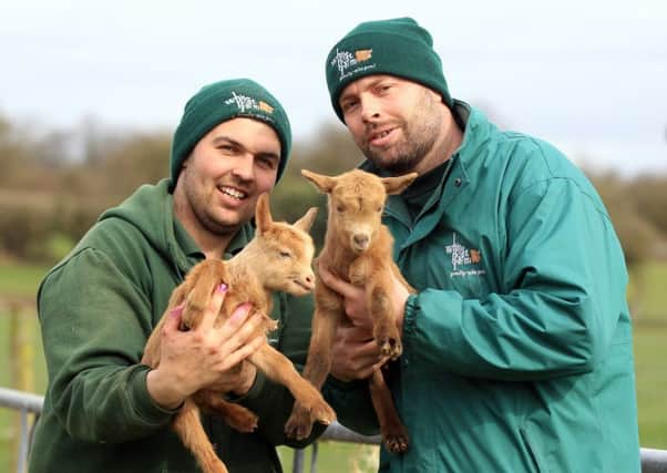 Marketing manager Anthony Moore (right) and colleague Ryan Broughton with new-born goats at White Post Farm. (PHOTO BY: Chris Etchells)